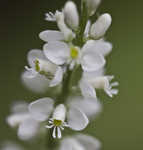 Boykin's milkwort